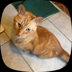 Lost Male Cat last seen Spanish Needle, Houston, TX 77084