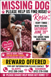 Lost Female Dog last seen The Grave Yard Mud Park, Jasper, FL 32052
