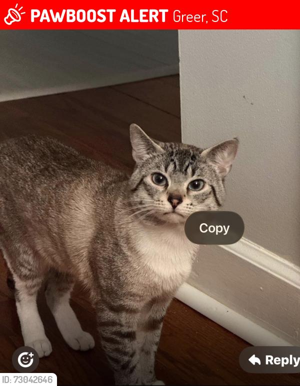 Lost Male Cat last seen Locust hill rd Greer sc, Greer, SC 29687