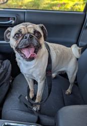 Reunited Unknown Dog last seen Corte Argento, Temecula, CA 92592