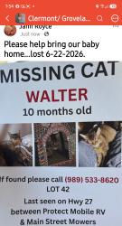 Lost Male Cat last seen Protect mobile RV & Main street mowers, Minneola, FL 34715