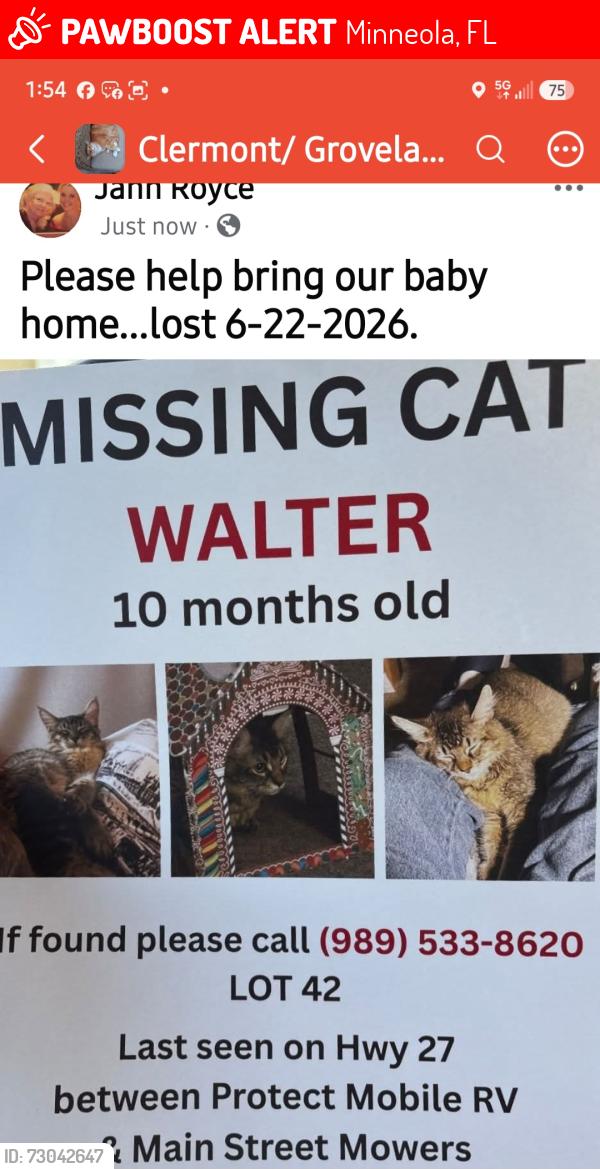 Lost Male Cat last seen Protect mobile RV & Main street mowers, Minneola, FL 34715
