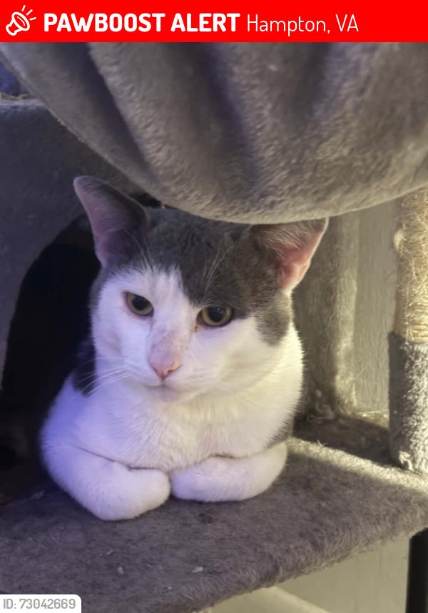 Lost Male Cat last seen Near 6th street and buckroe ave , Hampton, VA 23664