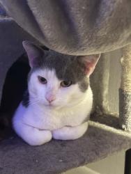 Lost Male Cat last seen Near 6th street and buckroe ave , Hampton, VA 23664