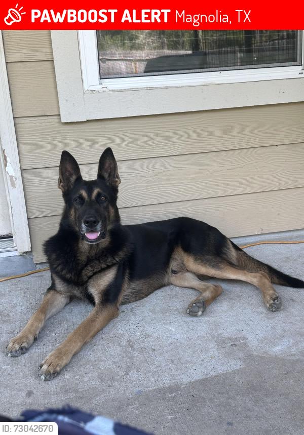 Lost Male Dog last seen 1488&1774 area , Magnolia, TX 77354