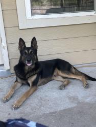 Lost Male Dog last seen 1488&1774 area , Magnolia, TX 77354