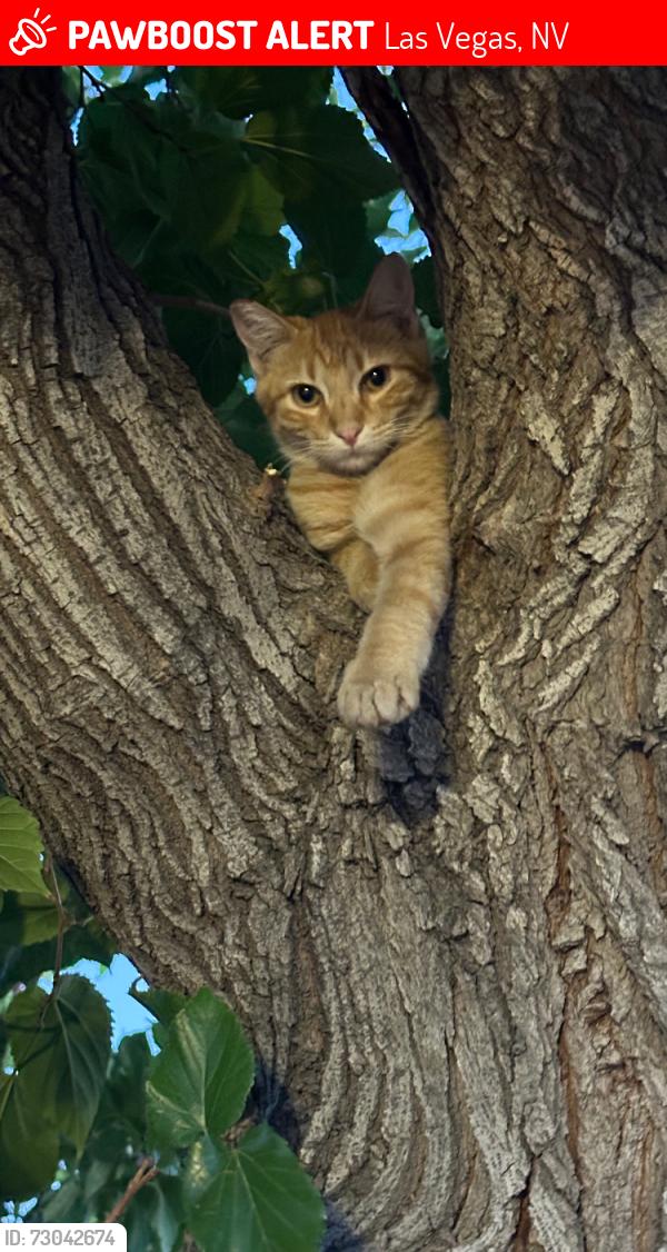 Lost Male Cat last seen Jones blvd, Las Vegas, NV 89107