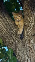 Lost Male Cat last seen Jones blvd, Las Vegas, NV 89107