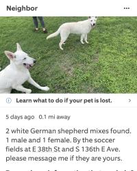 Found/Stray Unknown Dog last seen 134th e ave and 38th st, Tulsa, OK 74134