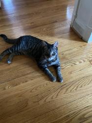 Lost Male Cat last seen Miles Ave and 28th Street, Baltimore, MD 21211