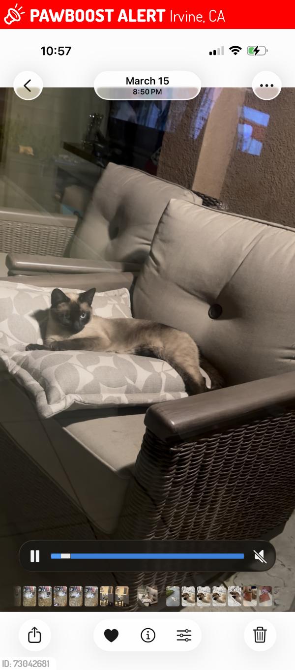 Lost Female Cat last seen Ridge valley , Irvine, CA 92618