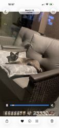 Lost Female Cat last seen Ridge valley , Irvine, CA 92618