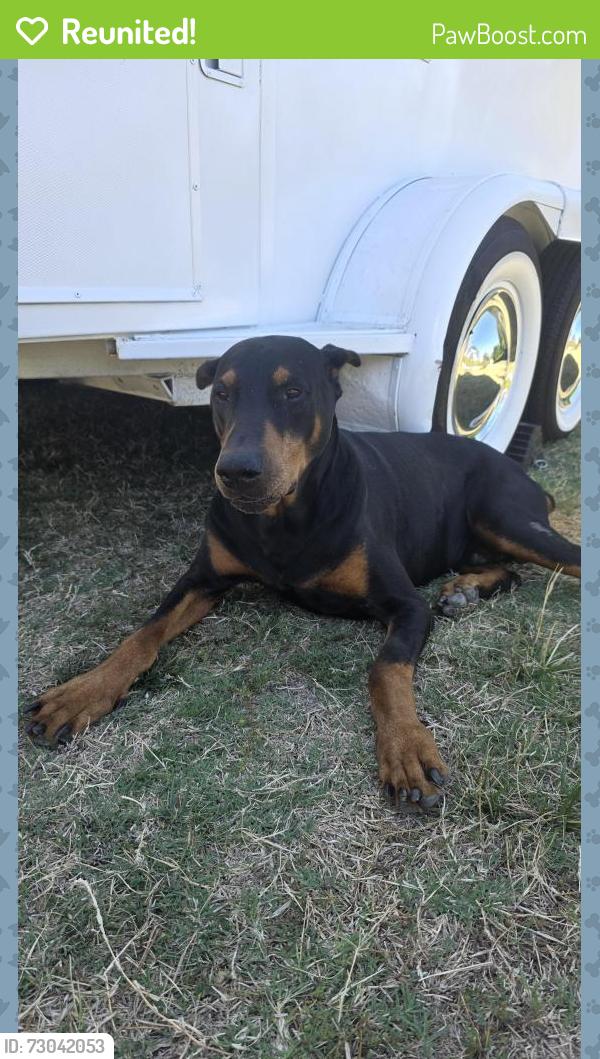Reunited Male Dog last seen Gelsons, Los Angeles, CA 90027