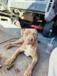 Lost Male Dog last seen south rd and 27th lane, Pueblo County, CO 81006