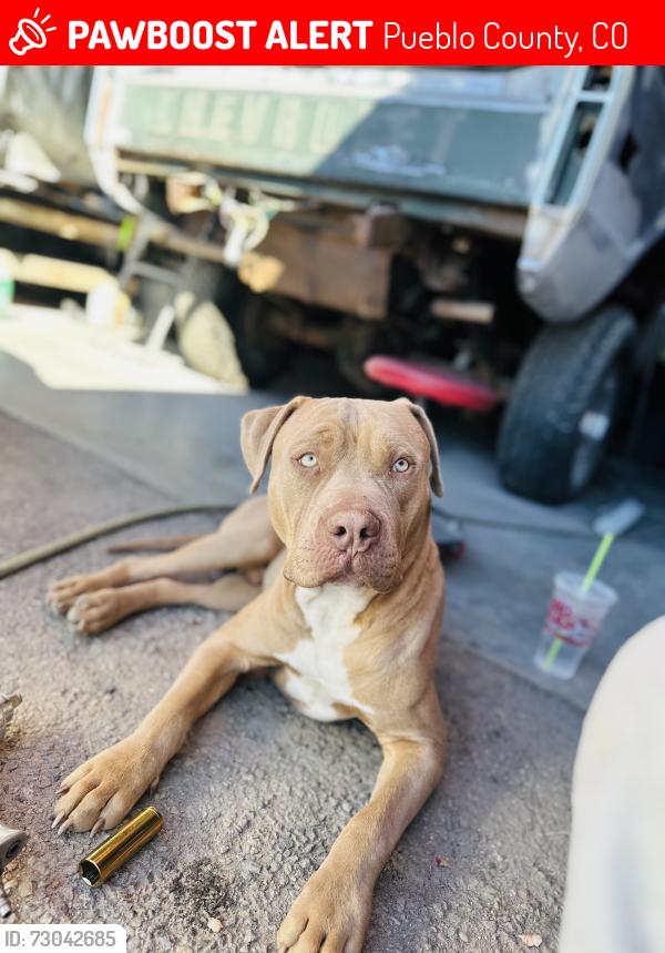 Lost Male Dog last seen south rd and 27th lane, Pueblo County, CO 81006