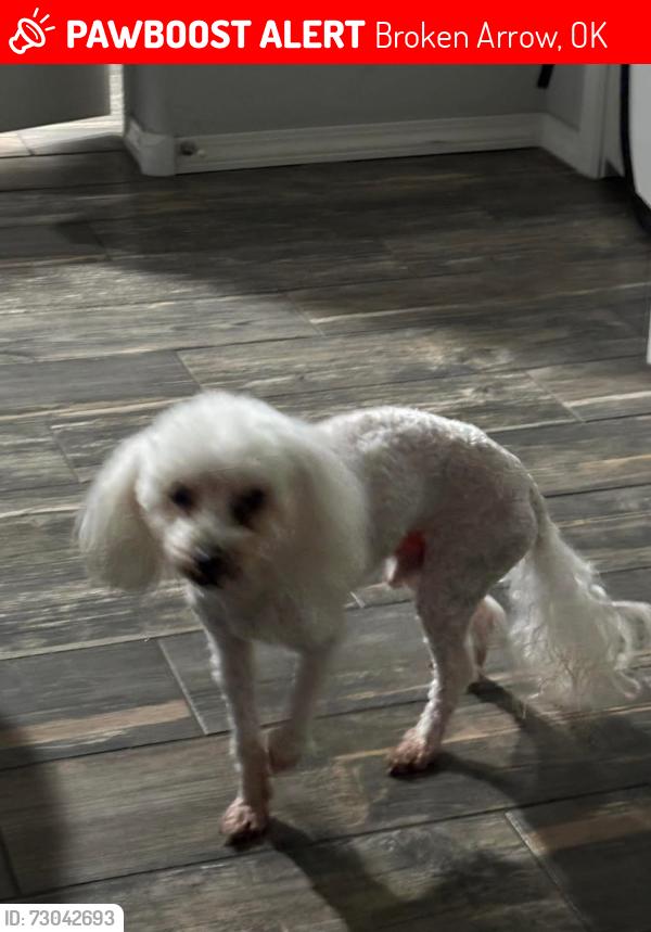 Lost Male Dog last seen Near n 33rd st, Broken Arrow, OK 74014
