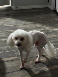 Lost Male Dog last seen Near n 33rd st, Broken Arrow, OK 74014
