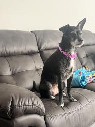 Lost Female Dog last seen Interlaken pass, Jonesboro, GA 30238