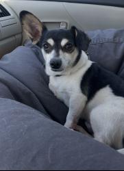 Lost Male Dog last seen Villa Alturas drive temecula, Temecula, CA 92590