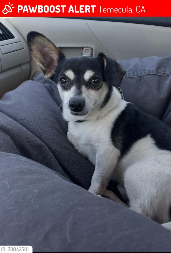 Lost Male Dog last seen Villa Alturas drive temecula, Temecula, CA 92590