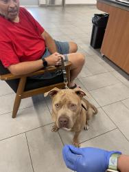 Found/Stray Male Dog last seen Figueroa and Q street, Los Angeles, CA 90744
