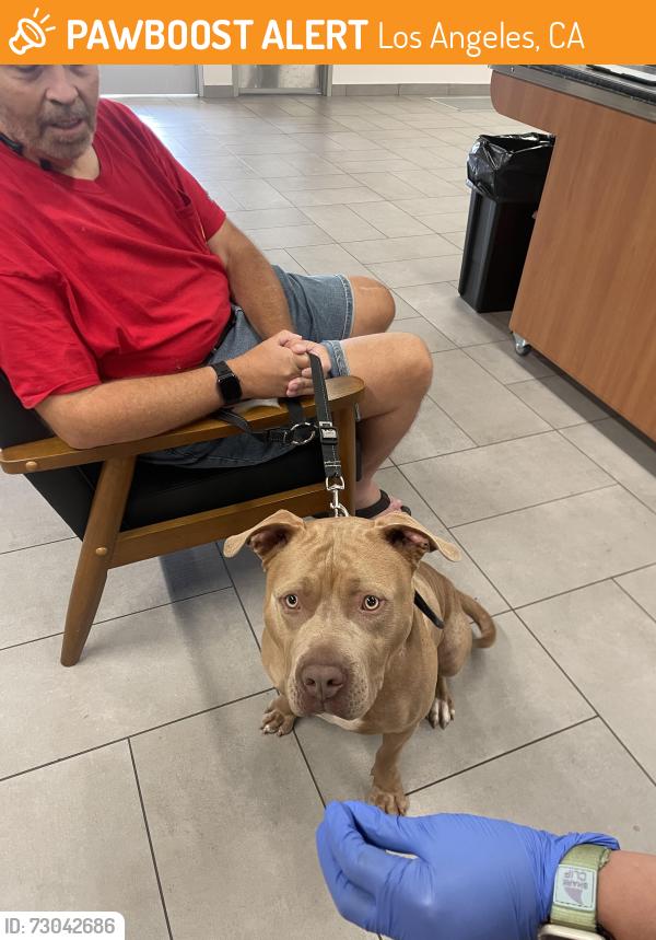 Found/Stray Male Dog last seen Figueroa and Q street, Los Angeles, CA 90744