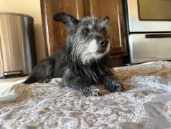 Found/Stray Male Dog last seen Pebble hills, El Paso, TX 79938