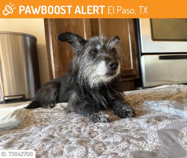 Found/Stray Male Dog last seen Pebble hills, El Paso, TX 79938