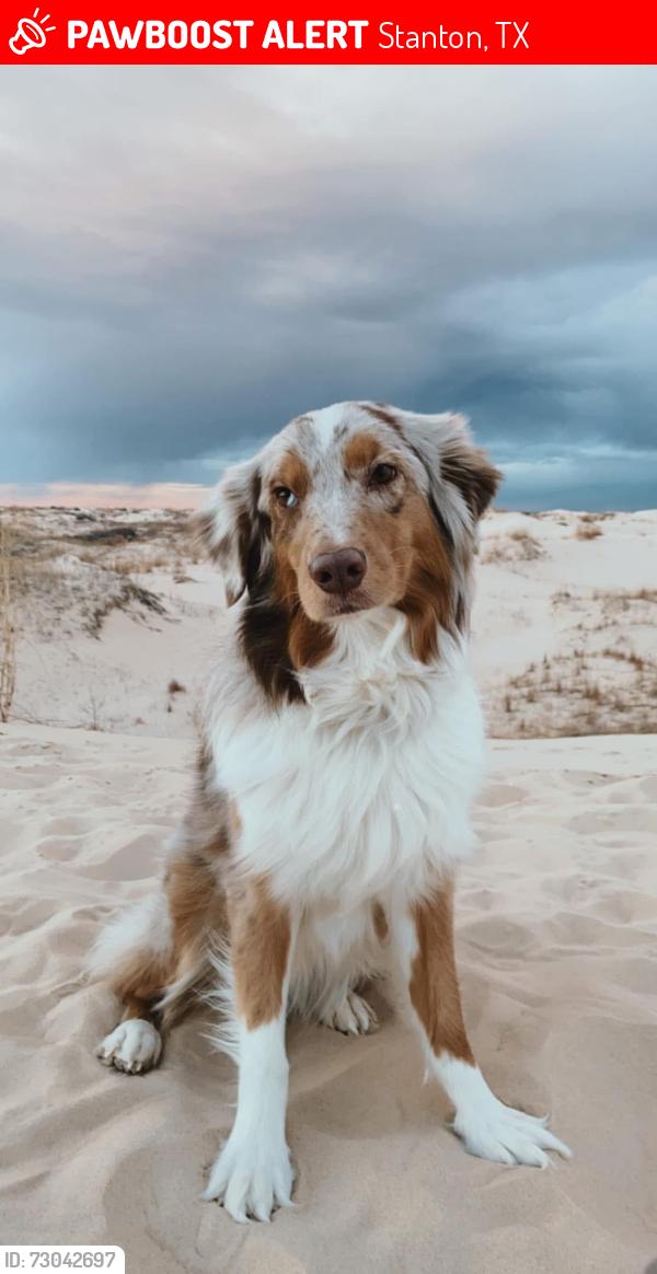 Lost Female Dog last seen Chevy dealership in Stanton, Stanton, TX 79782