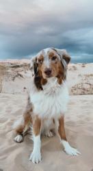 Lost Female Dog last seen Chevy dealership in Stanton, Stanton, TX 79782