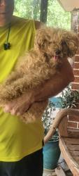 Found/Stray Female Dog last seen river legacy park near veridian, Arlington, TX 76006