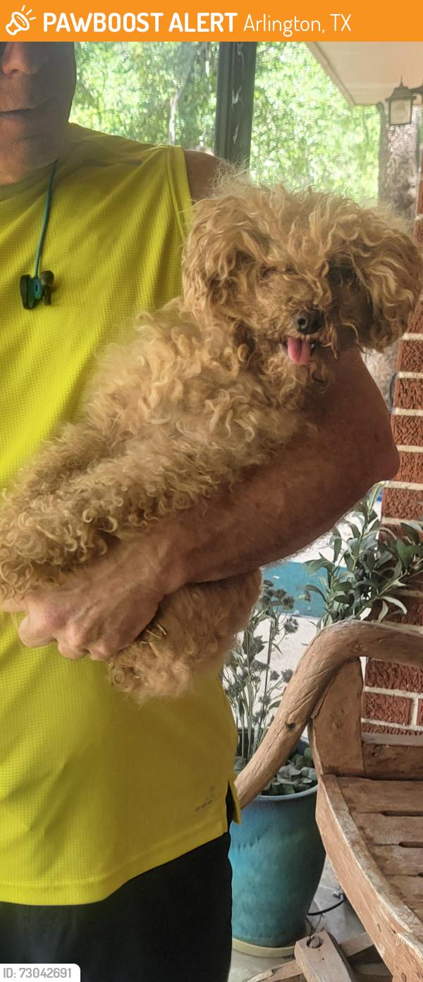 Found/Stray Female Dog last seen river legacy park near veridian, Arlington, TX 76006