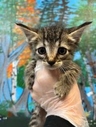 Shelter Stray Male Cat last seen Bexar County, 3353 Morningside Dr, New Braunfels, TX 78132, USA