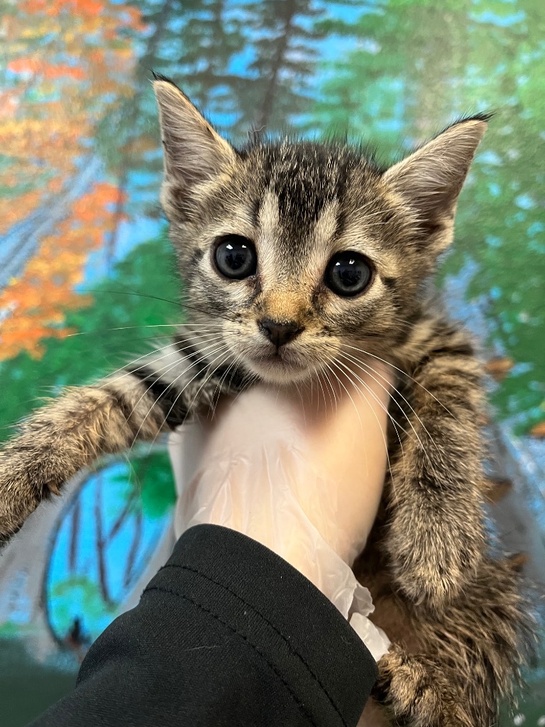 Shelter Stray Female Cat last seen Bexar County, 3353 Morningside Dr, New Braunfels, TX 78132, USA