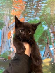 Shelter Stray Male Cat last seen Bexar County, 3353 Morningside Dr, New Braunfels, TX 78132, USA