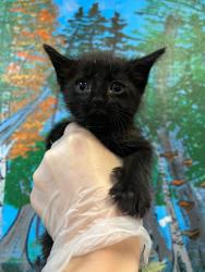 Shelter Stray Female Cat last seen Bexar County, 3353 Morningside Dr, New Braunfels, TX 78132, USA