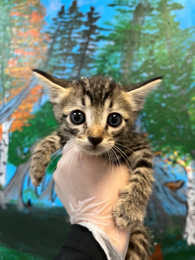 Shelter Stray Male Cat last seen Bexar County, 3353 Morningside Dr, New Braunfels, TX 78132, USA