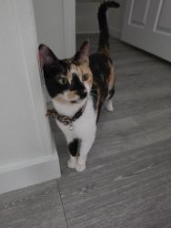 Found/Stray Unknown Cat last seen By Sandalfoot blvd, Sandalfoot Cove, FL 33428