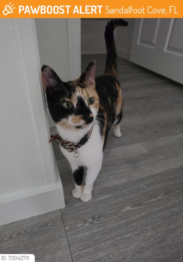 Found/Stray Unknown Cat last seen By Sandalfoot blvd, Sandalfoot Cove, FL 33428