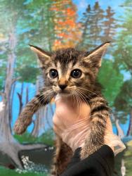 Shelter Stray Female Cat last seen Bexar County, 3353 Morningside Dr, New Braunfels, TX 78132, USA
