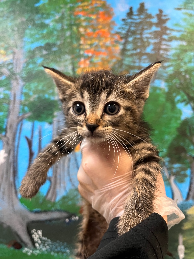 Shelter Stray Female Cat last seen Bexar County, 3353 Morningside Dr, New Braunfels, TX 78132, USA