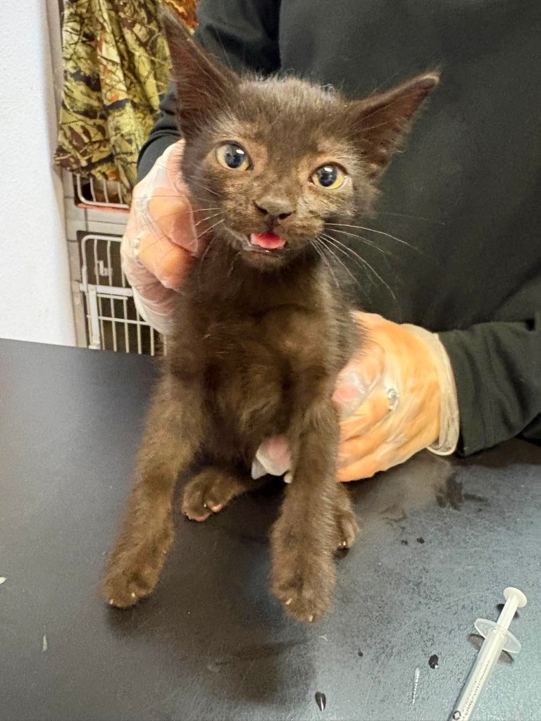 Shelter Stray Male Cat last seen Bexar County, 3353 Morningside Dr, New Braunfels, TX 78132, USA