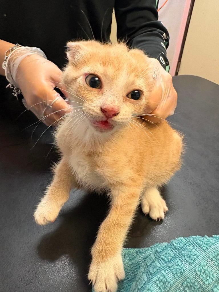 Shelter Stray Male Cat last seen Bexar County, 3353 Morningside Dr, New Braunfels, TX 78132, USA