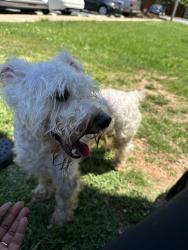 Found/Stray Male Dog last seen Publix E Main St, Spartanburg, SC 29307