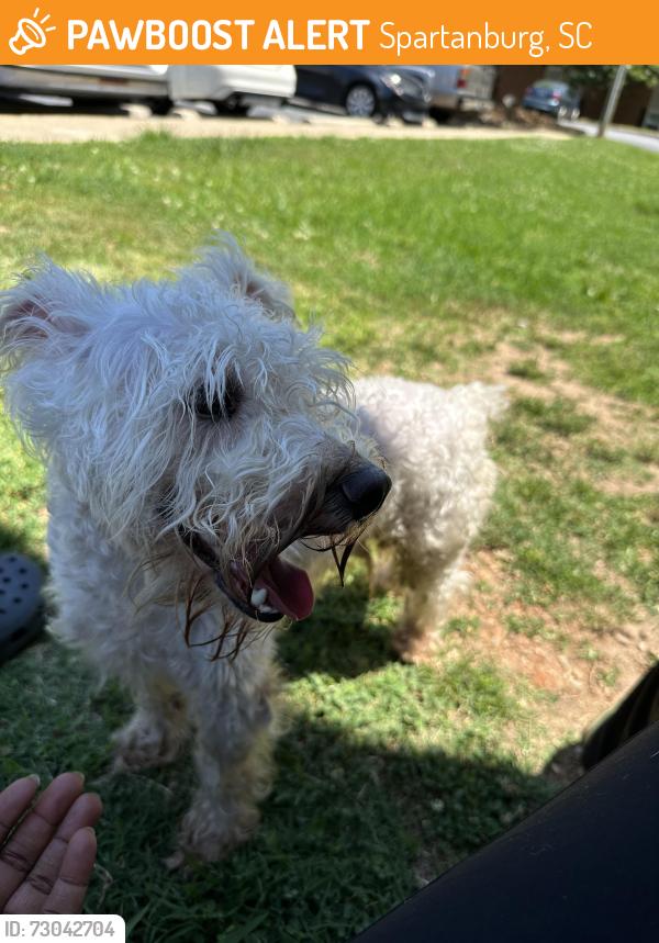 Found/Stray Male Dog last seen Publix E Main St, Spartanburg, SC 29307