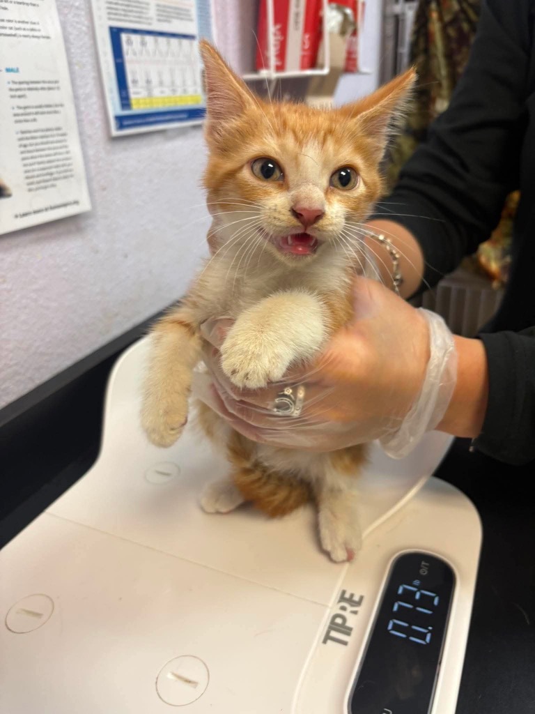 Shelter Stray Male Cat last seen Bexar County, 3353 Morningside Dr, New Braunfels, TX 78132, USA