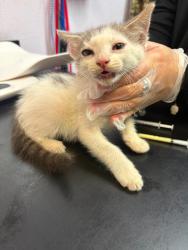 Shelter Stray Male Cat last seen Bexar County, 3353 Morningside Dr, New Braunfels, TX 78132, USA