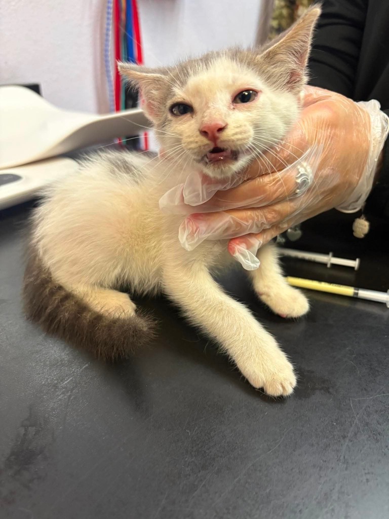 Shelter Stray Male Cat last seen Bexar County, 3353 Morningside Dr, New Braunfels, TX 78132, USA