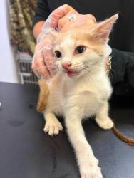 Shelter Stray Female Cat last seen Bexar County, 3353 Morningside Dr, New Braunfels, TX 78132, USA