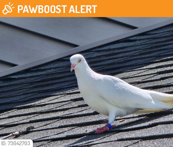 Found/Stray Unknown Bird last seen Near Benton Rd and 222 in Batavia, OH, Clermont County, OH 45103